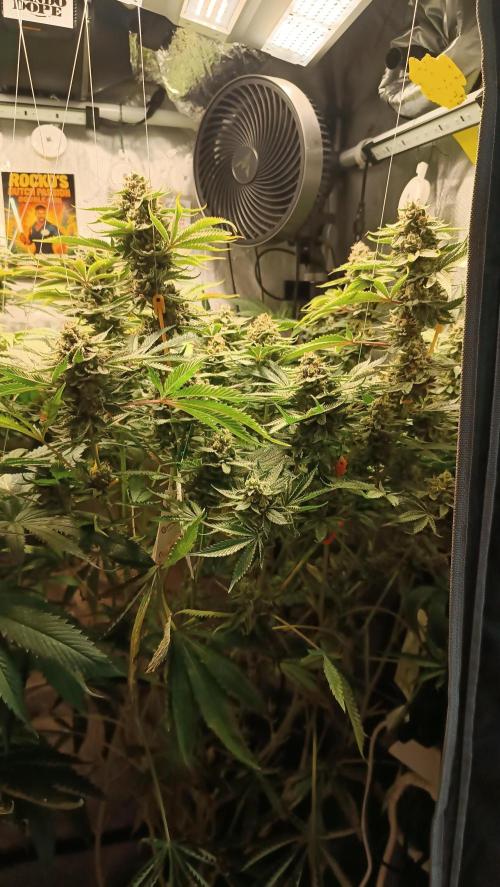 Rocko's Dutch Passion Double Run. Week 18 - TSK Bloom Day 59