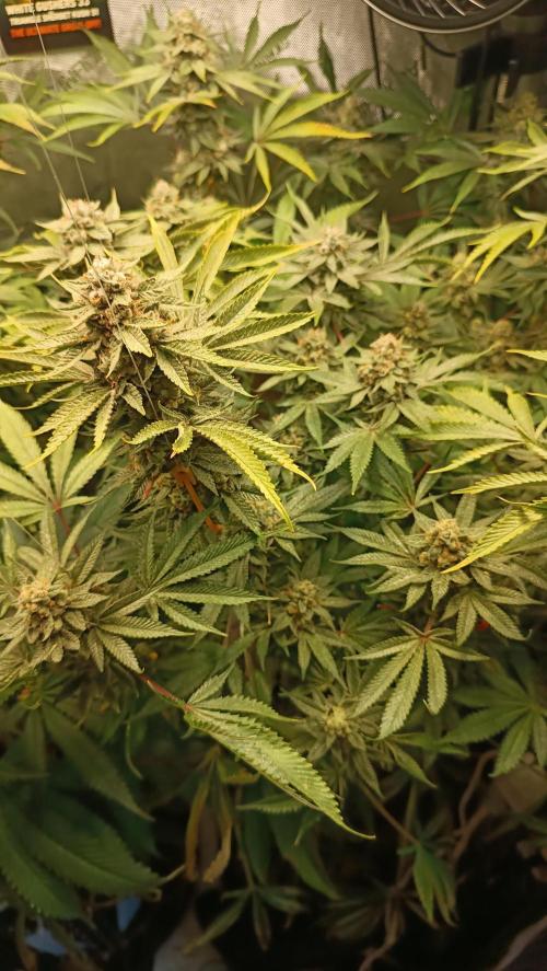 Rocko's Dutch Passion Double Run. Week 18 - TSK Bloom Day 59
