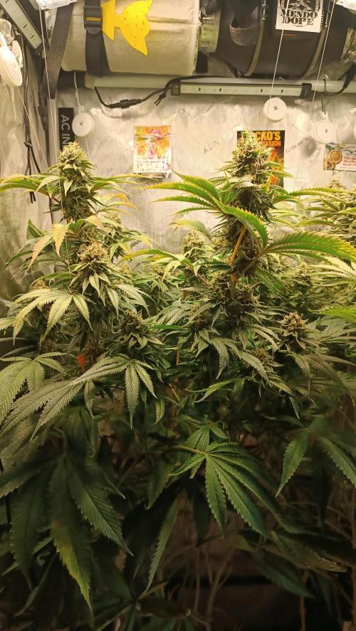 Rocko's Dutch Passion Double Run. Week 18 - WG 33 Bloom Day 59