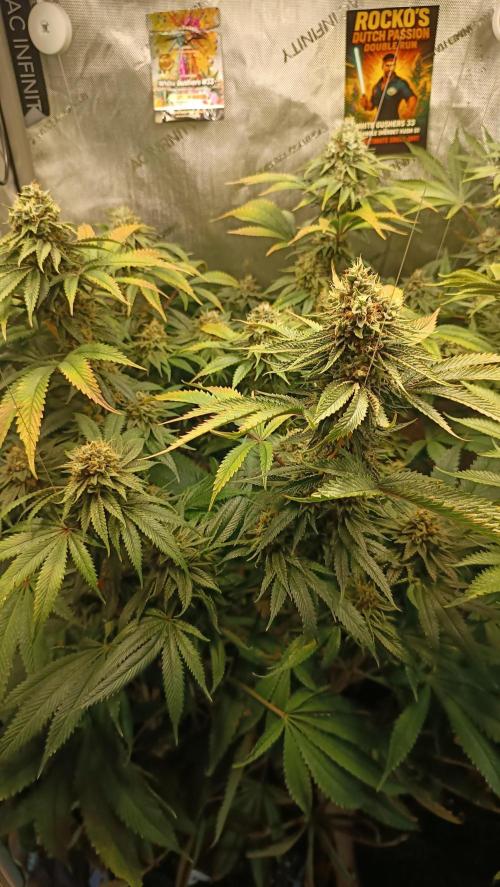Rocko's Dutch Passion Double Run. Week 18 - WG 33 Bloom Day 59