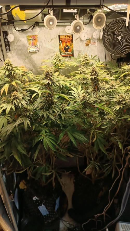 Rocko's Dutch Passion Double Run. Week 18 - Day 119