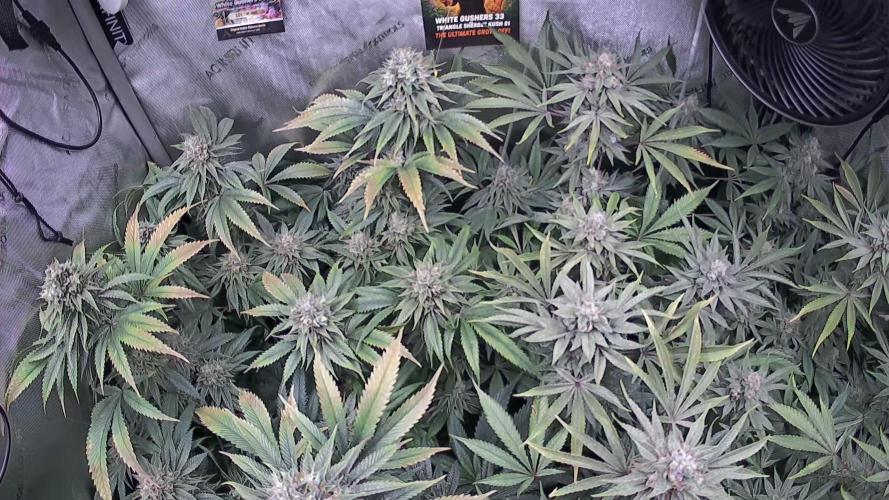 Rocko's Dutch Passion Double Run. Week 18 - Growcam 