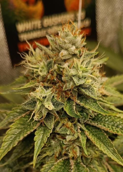 Rocko's Dutch Passion Double Run. Week 18 - WG 33 