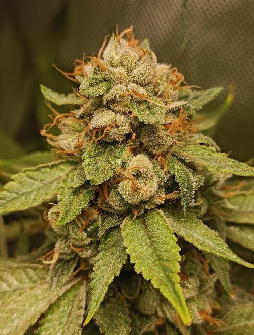 Rocko's Dutch Passion Double Run. Week 18 - TSK 