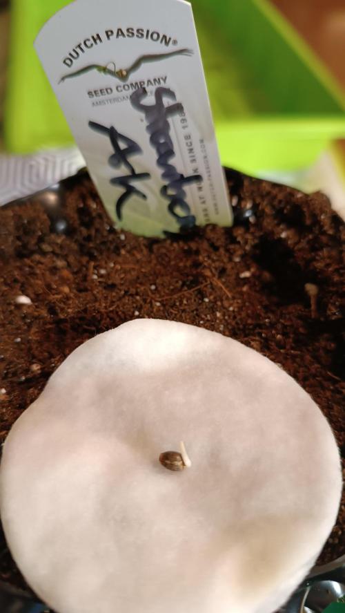 Rocko's Terp Test. Week 1 - SAK