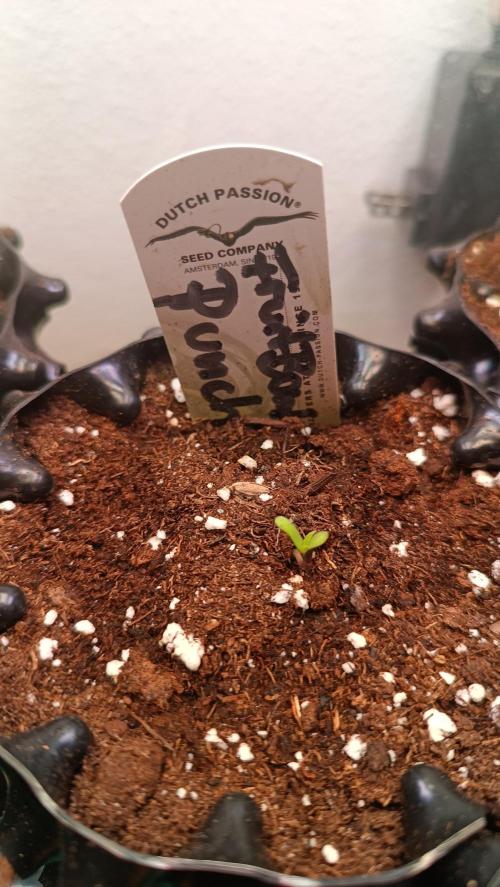Rocko's Terp Test. Week 1 - FBP