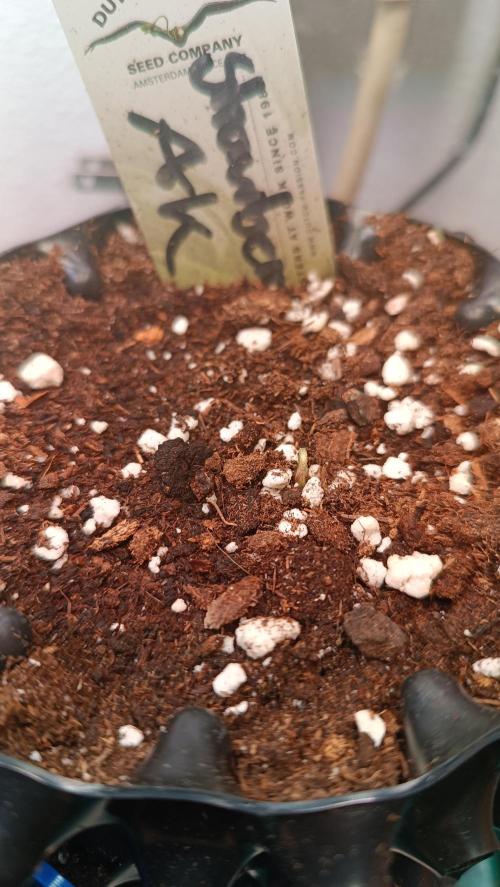 Rocko's Terp Test. Week 1 - SAK