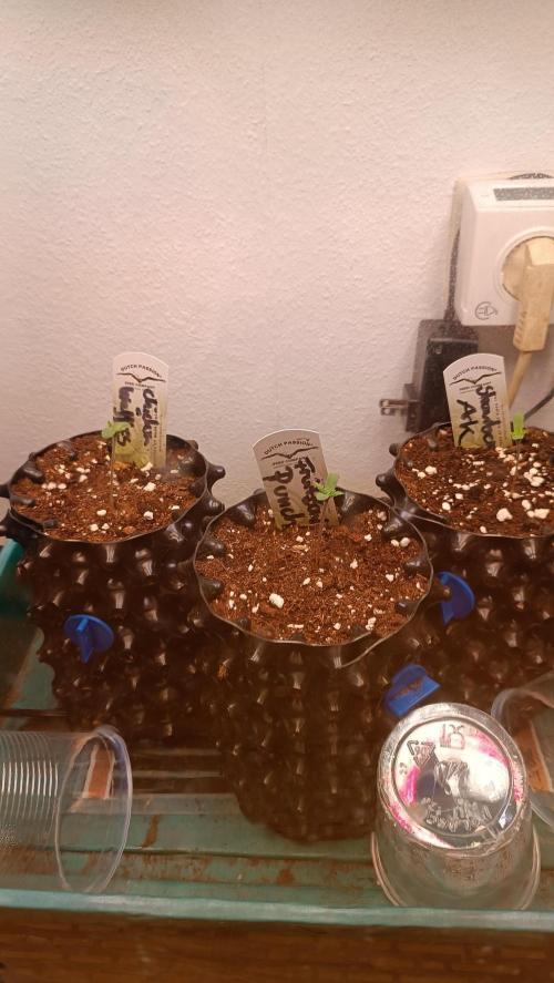 Rocko's Terp Test. Week 1 - Day 2