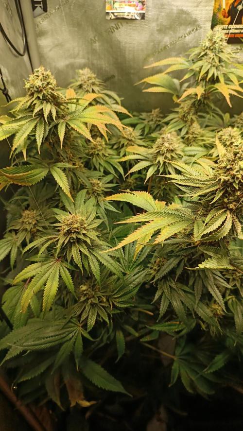 Rocko's Dutch Passion Double Run. Week 19 - WG 33 Bloom Day 66 