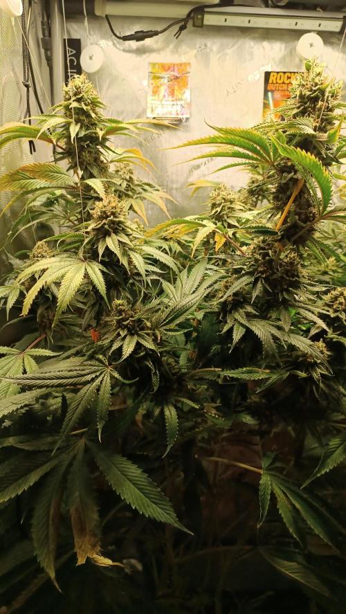 Rocko's Dutch Passion Double Run. Week 19 - WG 33 Bloom Day 66 