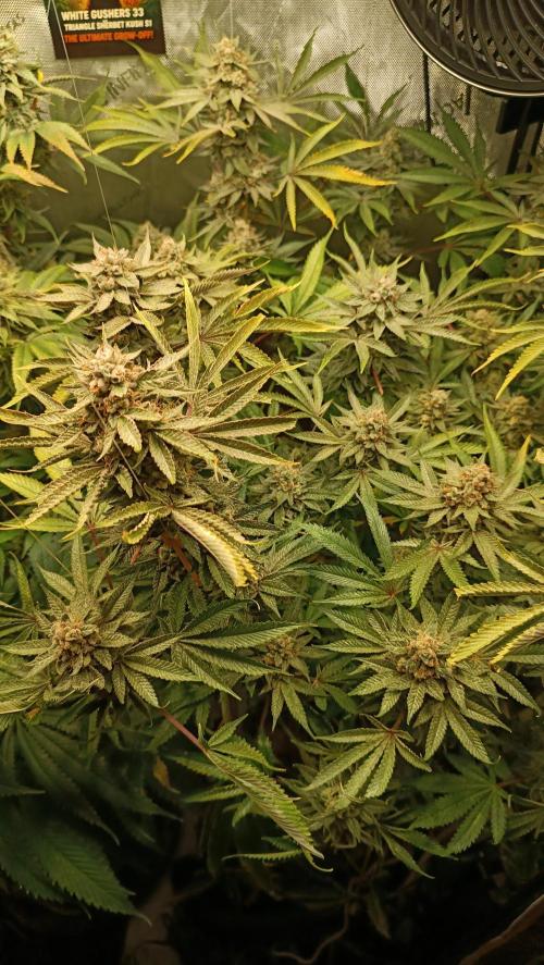 Rocko's Dutch Passion Double Run. Week 19 - TSK Bloom Day 66 