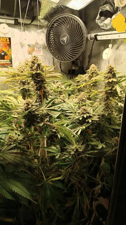 Rocko's Dutch Passion Double Run. Week 19 - TSK Bloom Day 66 
