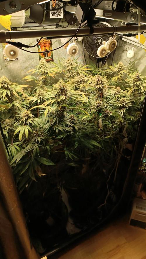 Rocko's Dutch Passion Double Run. Week 19 - Day 126