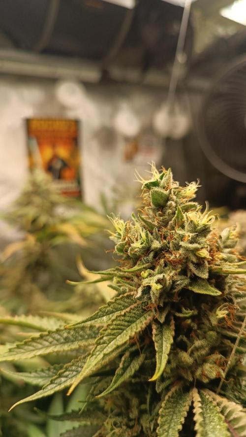 Rocko's Dutch Passion Double Run. Week 19