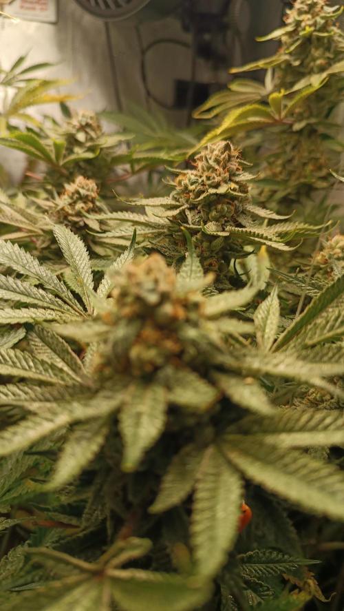 Rocko's Dutch Passion Double Run. Week 19