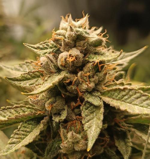 Rocko's Dutch Passion Double Run. Week 19