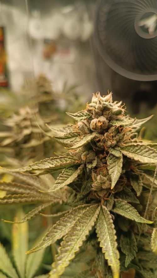 Rocko's Dutch Passion Double Run. Week 19