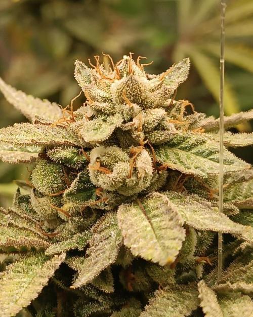 Rocko's Dutch Passion Double Run. Week 19