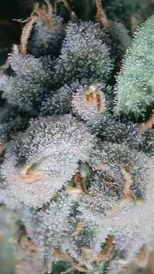 Rocko's Dutch Passion Double Run. Week 19 - TSK 