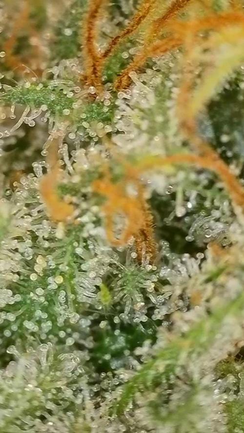 Rocko's Dutch Passion Double Run. Week 19 - WG 33 