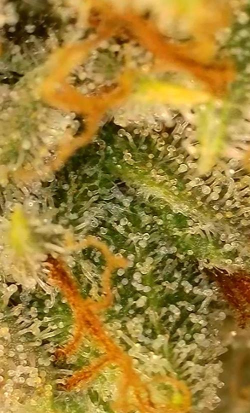 Rocko's Dutch Passion Double Run. Week 19 - WG 33 