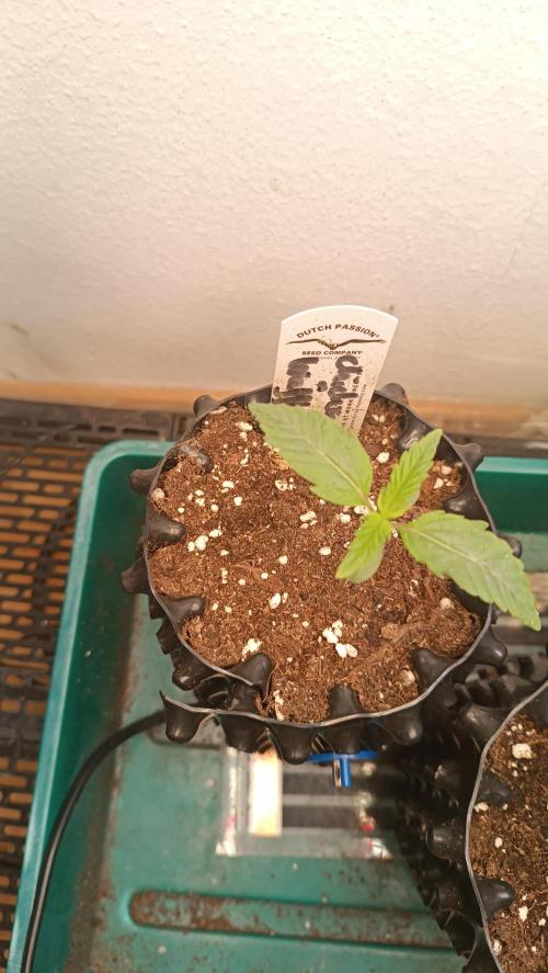Rocko's Terp Test. Week 2 - C&W
