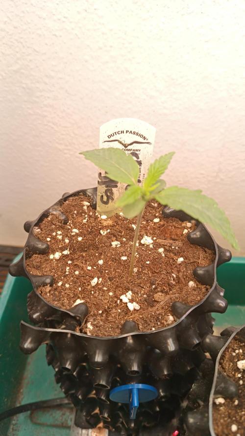 Rocko's Terp Test. Week 2 - C&W