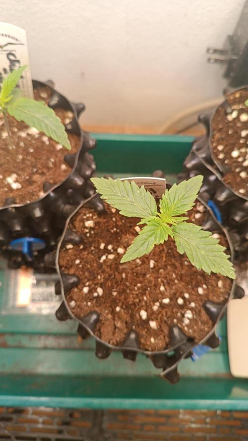 Rocko's Terp Test. Week 2 - FBP