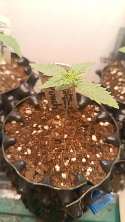 Rocko's Terp Test. Week 2 - FBP