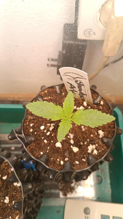 Rocko's Terp Test. Week 2 - SAK