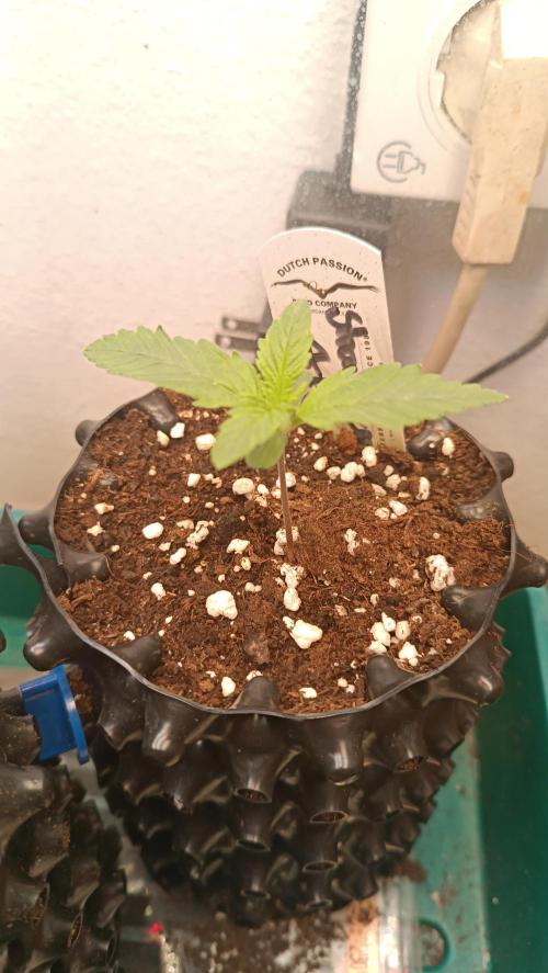 Rocko's Terp Test. Week 2 - SAK
