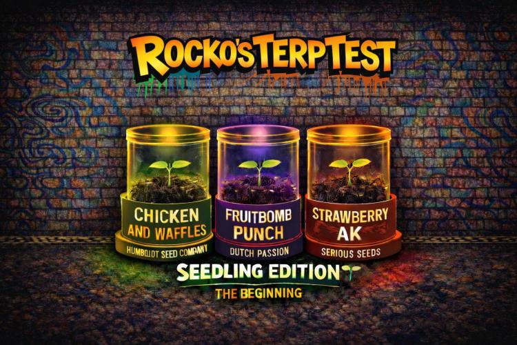 Rocko's Terp Test. Week 2