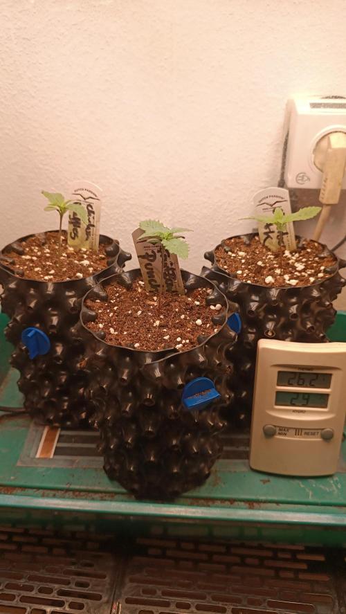 Rocko's Terp Test. Week 2 - day7