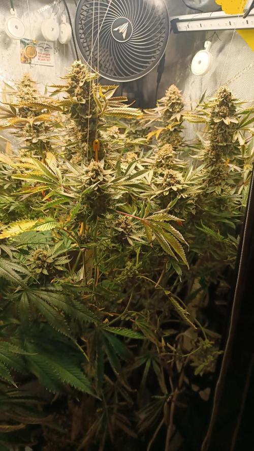 Rocko's Dutch Passion Double Run. Week 20 - TSK Bloom Day 73