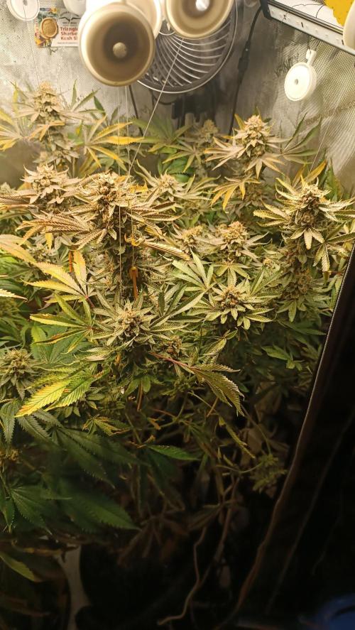 Rocko's Dutch Passion Double Run. Week 20 - TSK Bloom Day 73