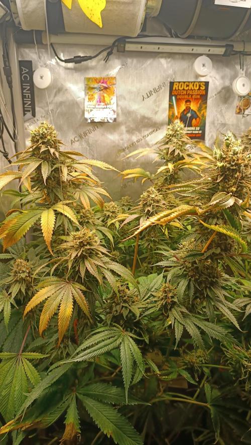 Rocko's Dutch Passion Double Run. Week 20 - WG 33 Bloom Day 73