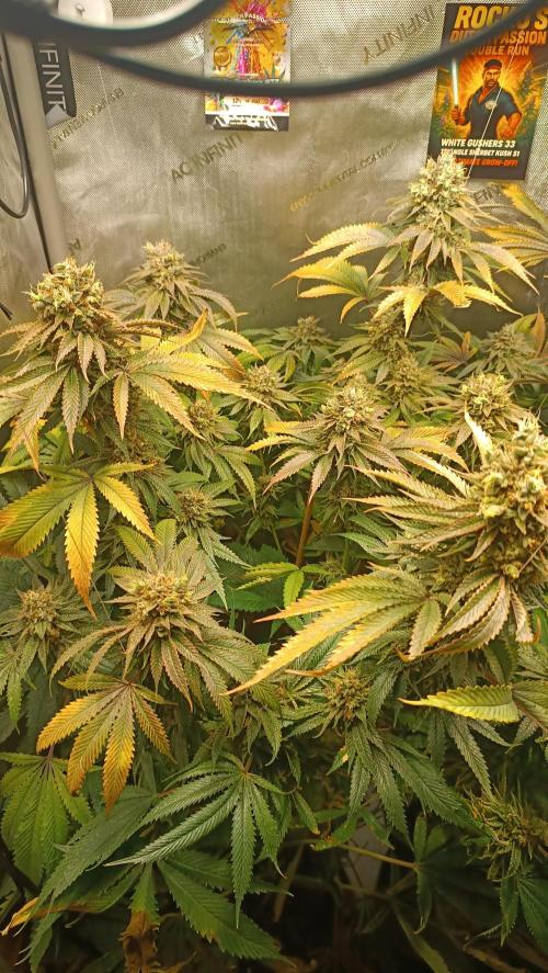 Rocko's Dutch Passion Double Run. Week 20 - WG 33 Bloom Day 73