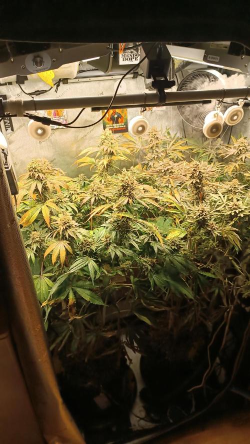 Rocko's Dutch Passion Double Run. Week 20 - Day133