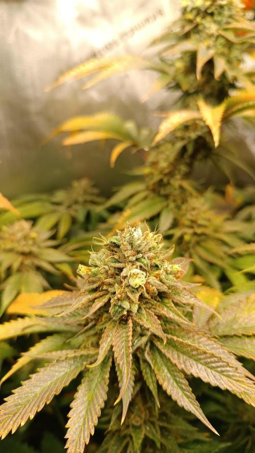 Rocko's Dutch Passion Double Run. Week 20 - WG 33 