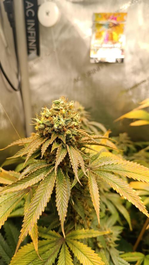 Rocko's Dutch Passion Double Run. Week 20 - WG 33 