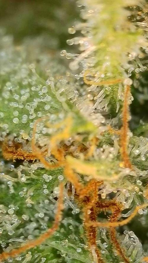 Rocko's Dutch Passion Double Run. Week 20 - WG 33 