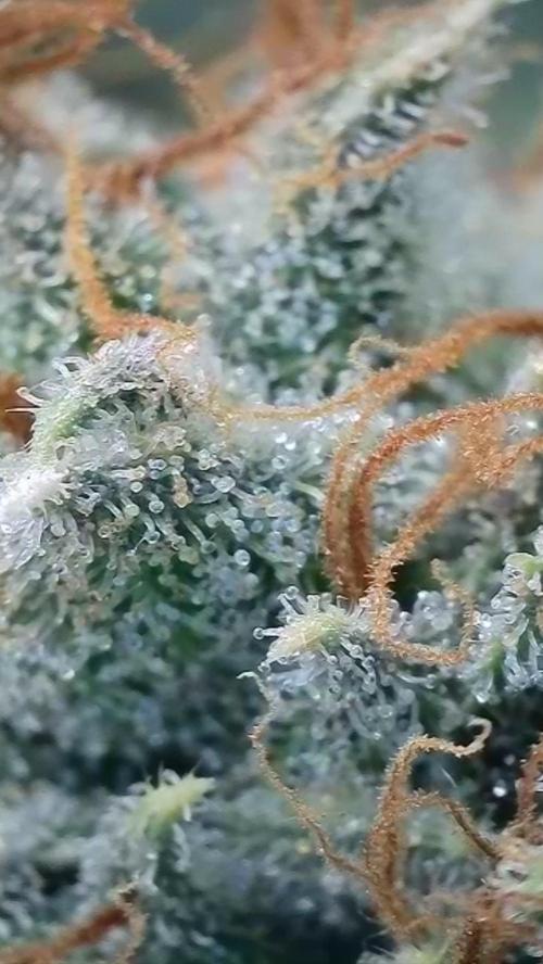 Rocko's Dutch Passion Double Run. Week 20 - WG 33 