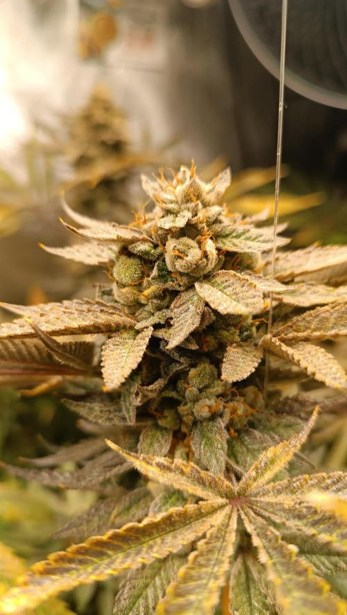 Rocko's Dutch Passion Double Run. Week 20 - TSK 