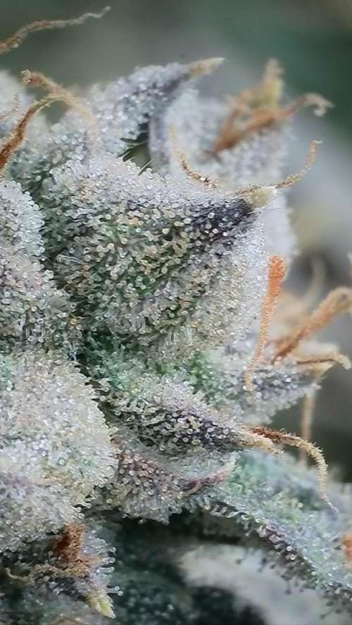 Rocko's Dutch Passion Double Run. Week 20 - TSK 