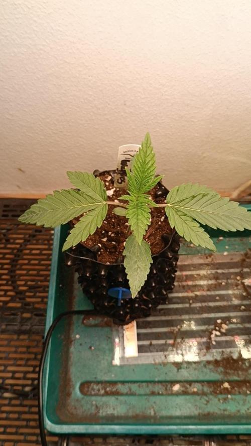 Rocko's Terp Test. Week 3 - CaW
