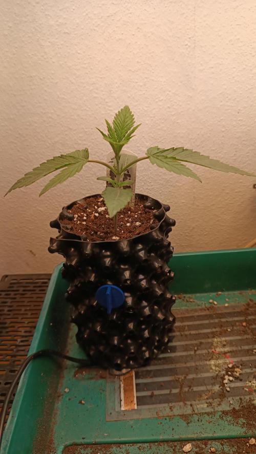 Rocko's Terp Test. Week 3 - CaW