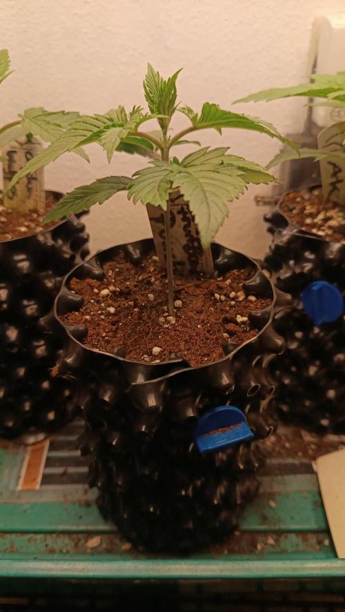 Rocko's Terp Test. Week 3 - FBP