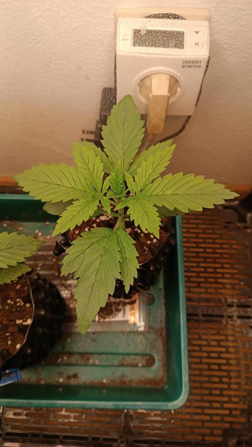 Rocko's Terp Test. Week 3 - SAK