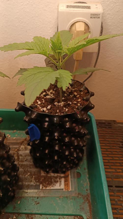 Rocko's Terp Test. Week 3 - SAK