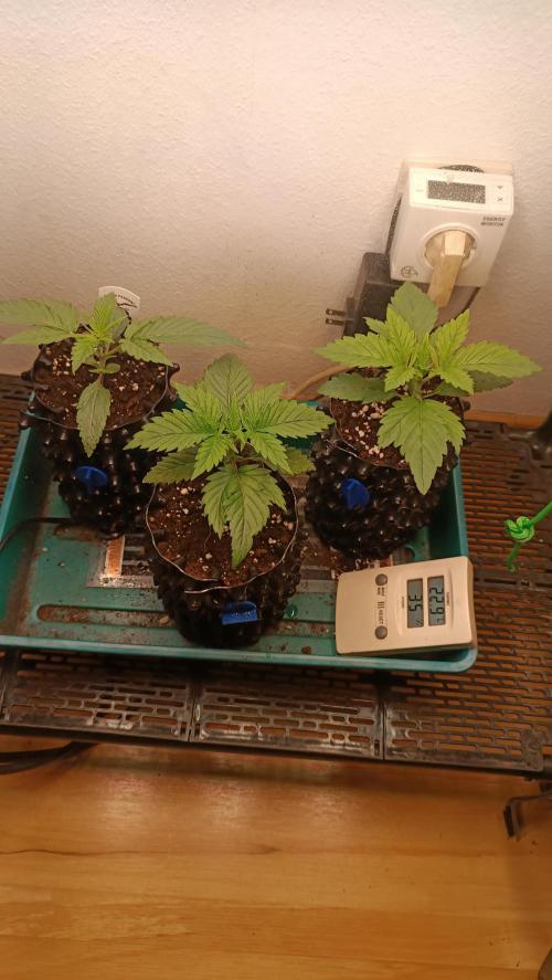 Rocko's Terp Test. Week 3 - Day 14